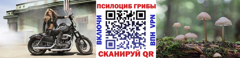 hydra вход  Михайлов  Псилоцибиновые грибы Psilocybe 
